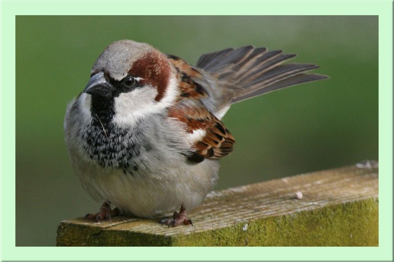 Feldsperling Männchen